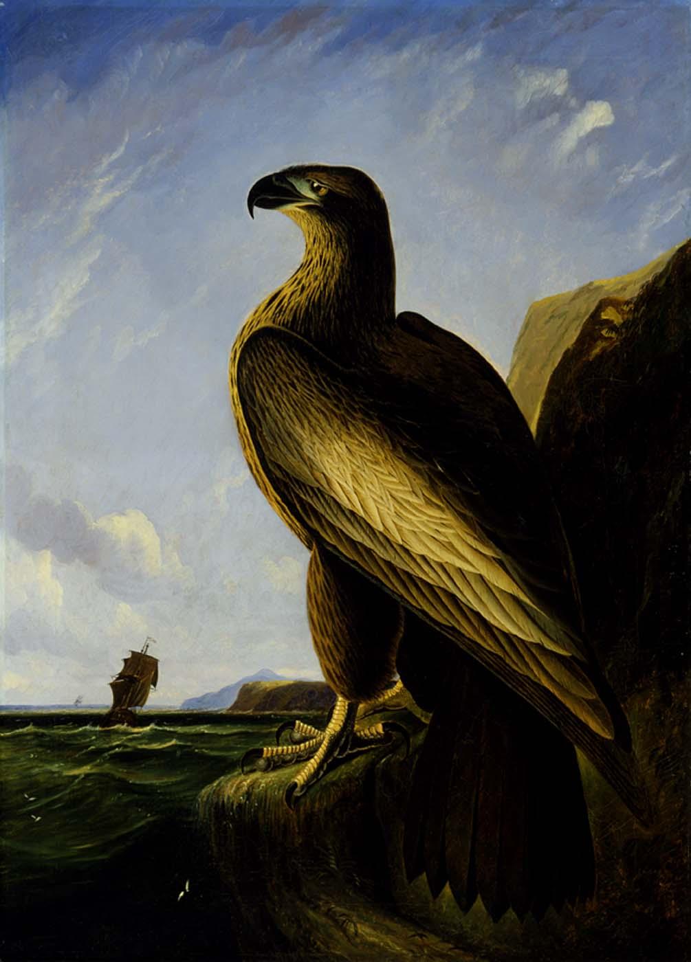 John James Audubon Washington Sea Eagle